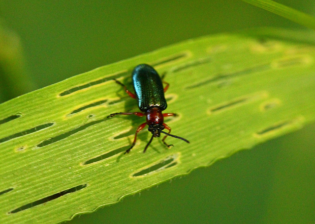Oulema melanopus/duftschmidi