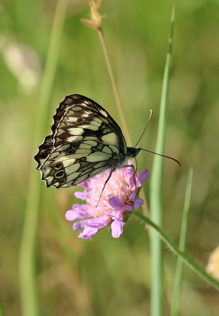 Melanargia galathea - sakktáblalepke