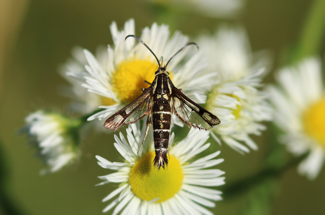 Sesiidae - szitkárfélék