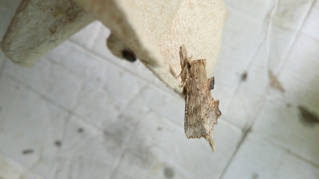 Pterostoma palpina - csőrös púposszövő