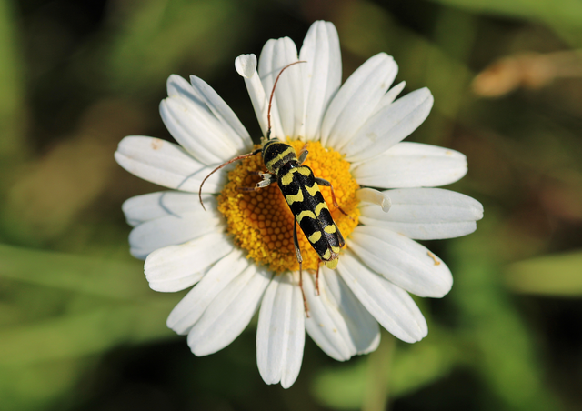 Echinocerus floralis - lucerna-darázscincér