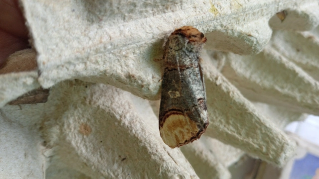 Phalera bucephala - sárgafoltos púposszövő