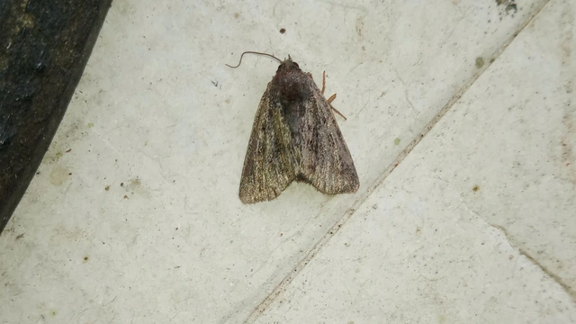 Oligia strigilis/latruncula/versicolor