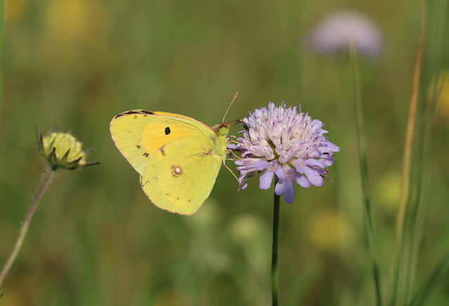 Colias croceus - sáfránylepke