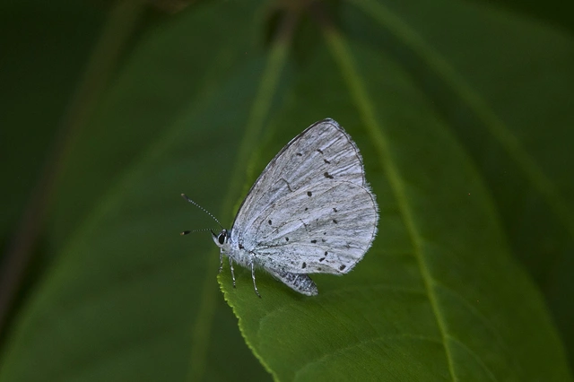 Celastrina argiolus - bengeboglárka