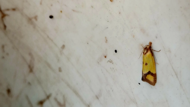 Agapeta zoegana - barnacsíkos sárgamoly
