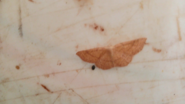 Cyclophora ruficiliaria - vörösrojtú pettyesaraszoló