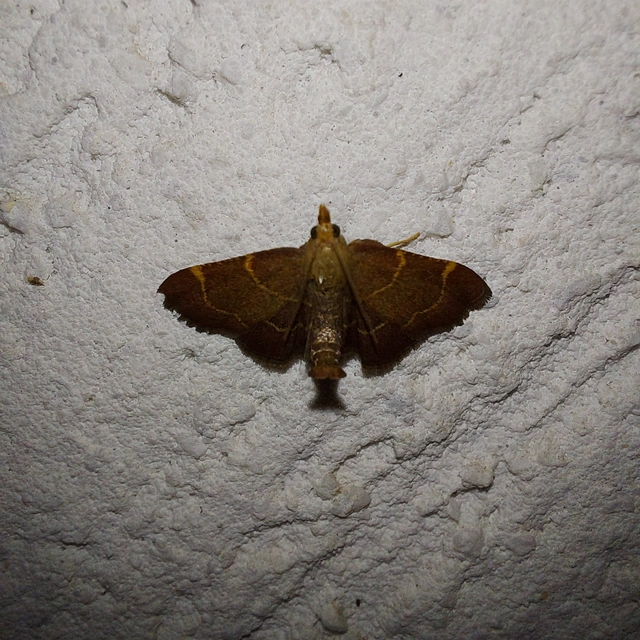 Hypsopygia rubidalis - vörös fényilonca