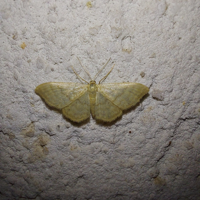 Idaea dilutaria - napvirág-apróaraszoló