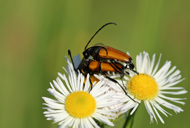 Stictoleptura fulva - vörhenyes virágcincér