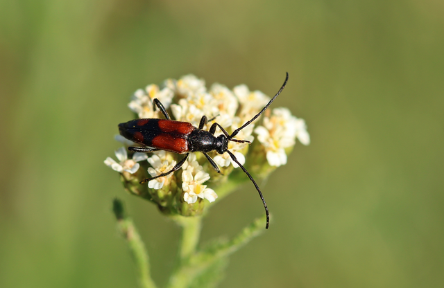 Stenurella bifasciata - kétöves karcsúcincér