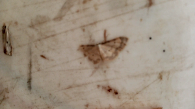 Idaea politaria - vonalas apróaraszoló