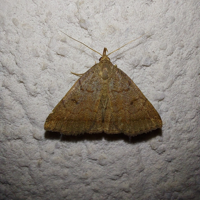 Zanclognatha lunalis - pelyheslábú karcsúbagoly