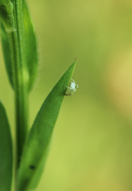 Thomisidae - karolópókok