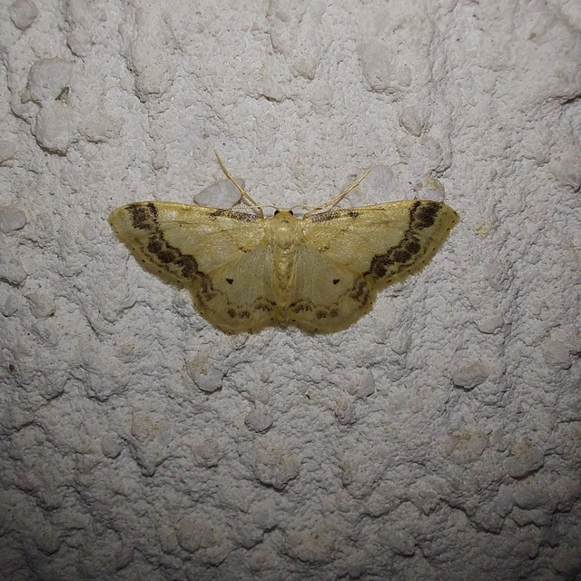 Idaea trigeminata - csúcsfoltos apróaraszoló