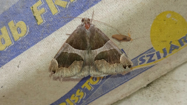 Dysgonia algira - déli porcelánbagoly