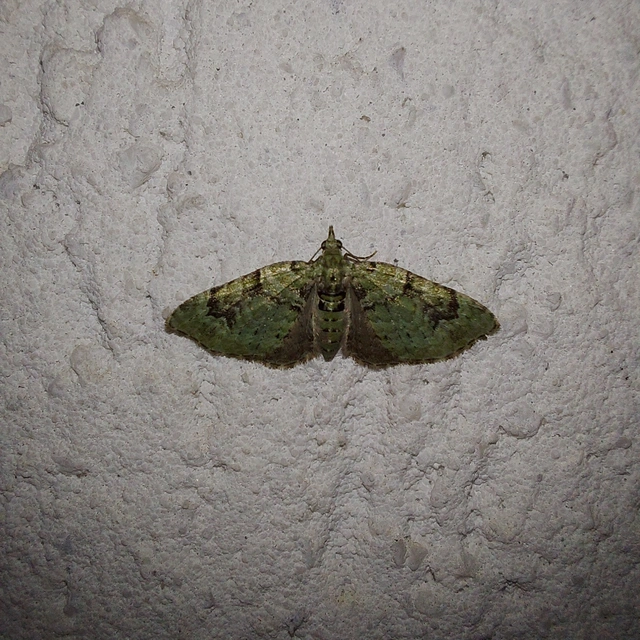 Chloroclystis v-ata - zöldes törpearaszoló