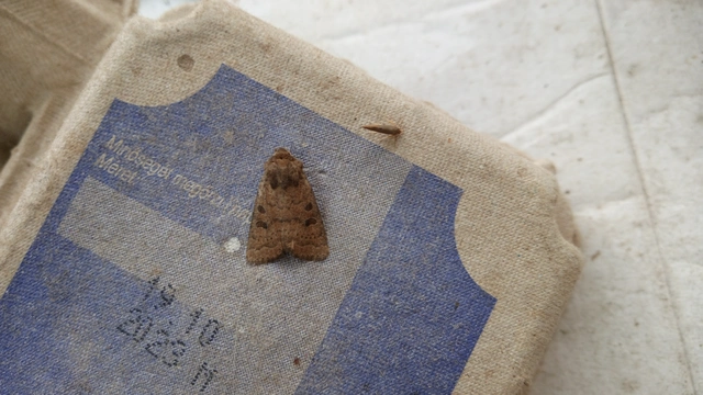 Hoplodrina octogenaria - barna selymesbagoly