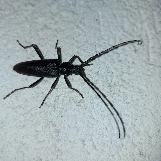 Cerambyx cerdo - nagy hőscincér