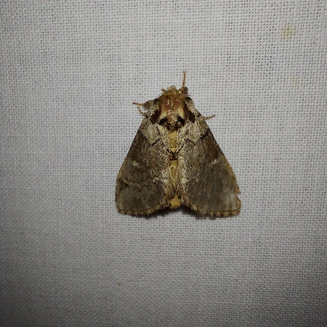 Drymonia obliterata - feketefoltos púposszövő