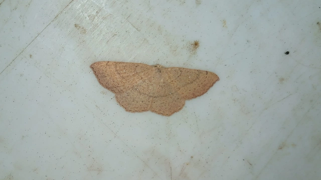 Cyclophora ruficiliaria - vörösrojtú pettyesaraszoló