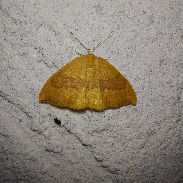 Watsonalla cultraria - bükkfa-sarlósszövő