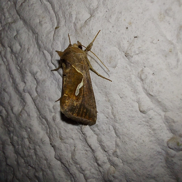 Macdunnoughia confusa - cseppfoltos ezüstbagoly
