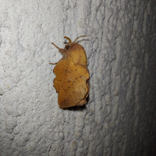 Phyllodesma tremulifolia - nyárlevélpohók