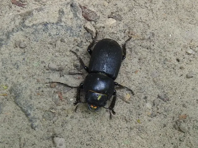 Dorcus parallelipipedus - kis szarvasbogár