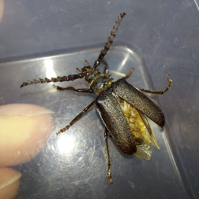Prionus coriarius - csőszcincér