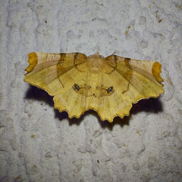 Selenia lunularia - egyfoltos holdasaraszoló