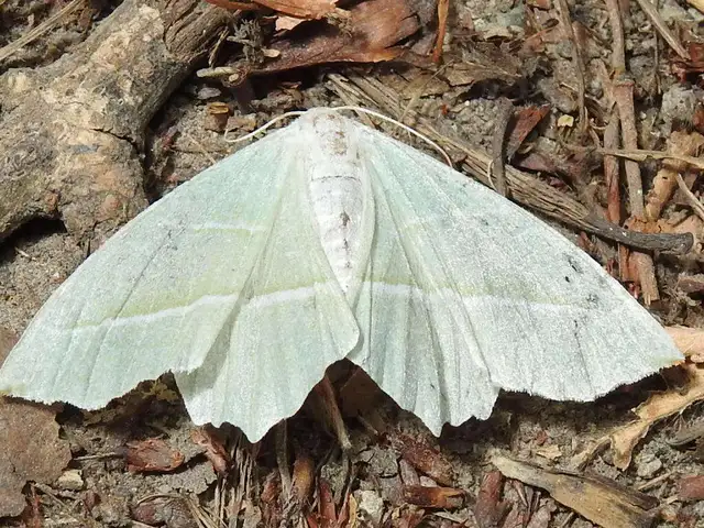 Campaea margaritaria - gyöngyházfényű zöldaraszoló Campaea margaritaria - gyöngyházfényű zöldaraszoló