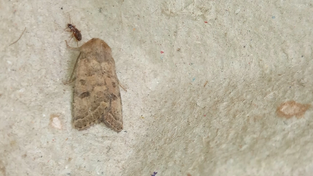 Hoplodrina octogenaria - barna selymesbagoly