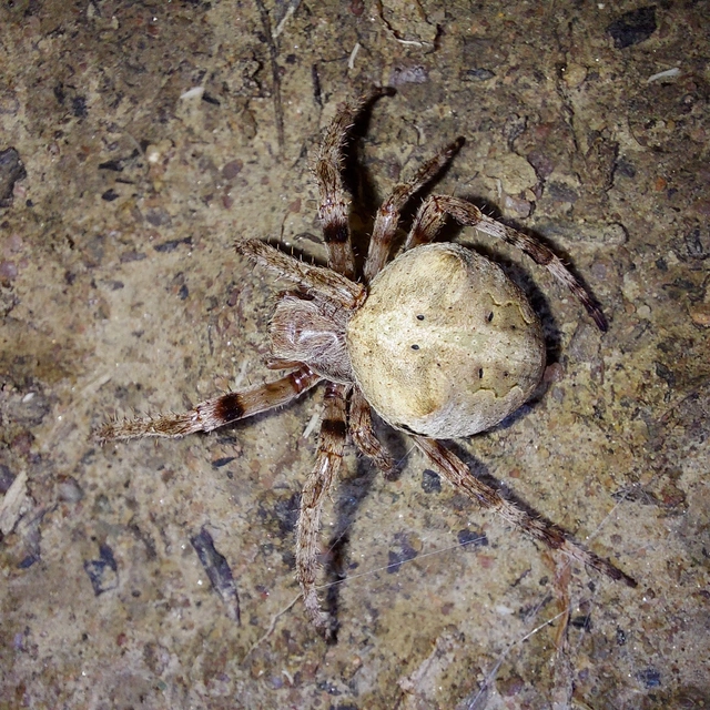 Araneus circe/angulatus