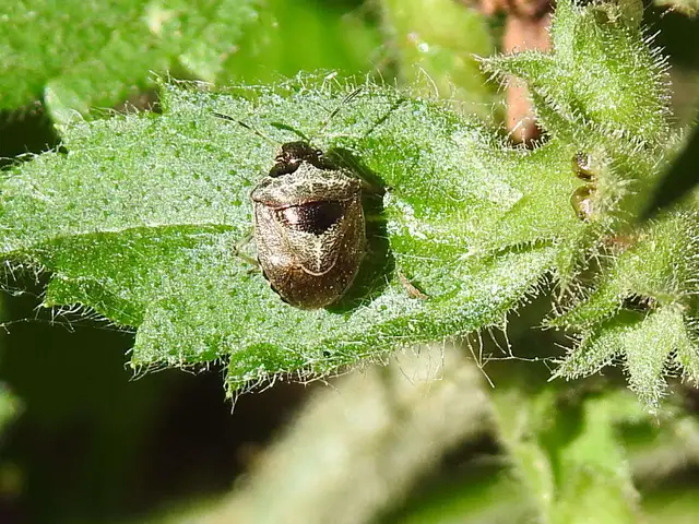 Stagonomus venustissimus - foltos feketefejű-poloska Stagonomus venustissimus - foltos feketefejű-poloska