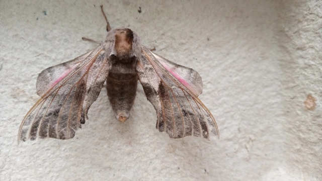 Smerinthus ocellatus - esti pávaszem
