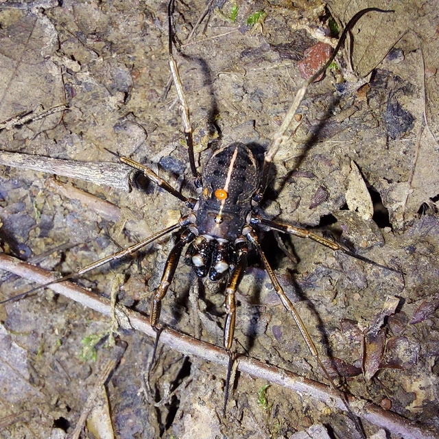 Opiliones - Kaszáspókok