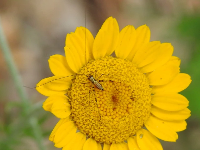 Phaneroptera