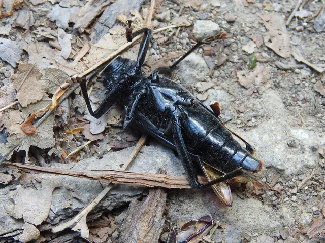 Cerambyx cerdo - nagy hőscincér