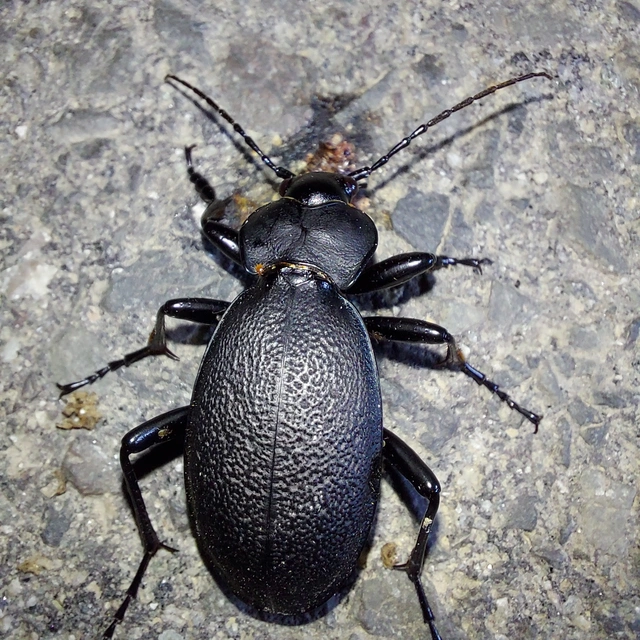 Carabus coriaceus - bőrfutrinka