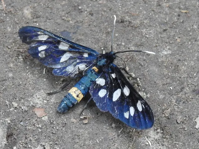 Amata phegea - fehérpettyes álcsüngőlepke