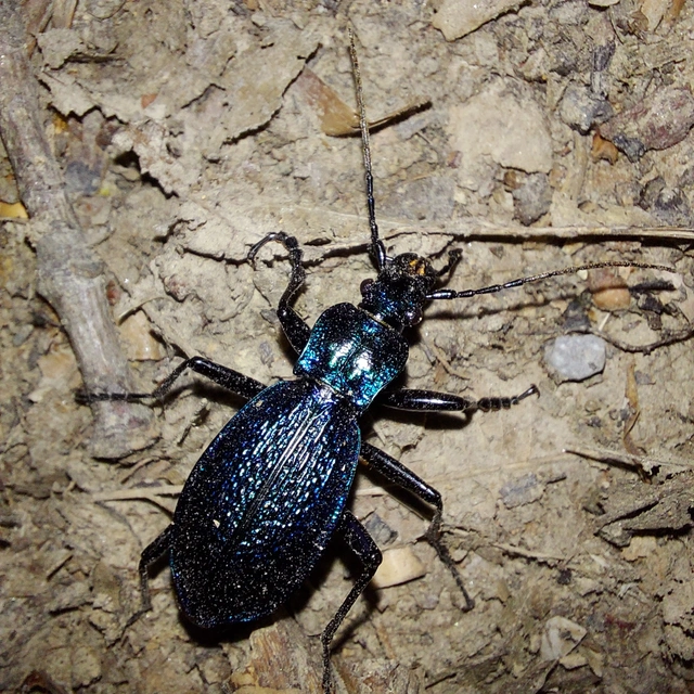 Carabus intricatus - kék laposfutrinka