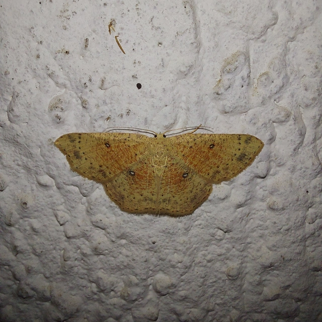 Cyclophora porata - körös pettyesaraszoló