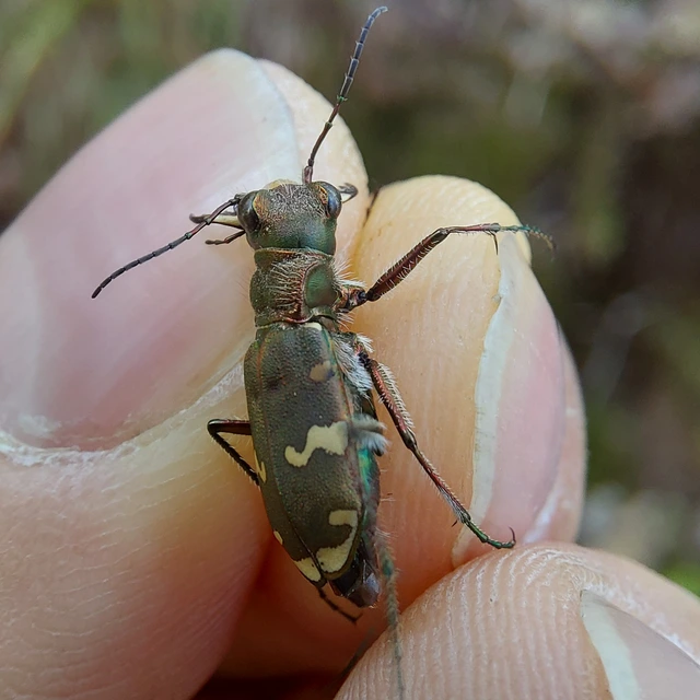 Cicindela sylvicola - erdei homokfutrinka