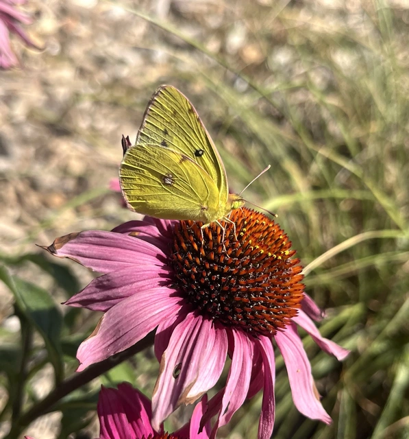 Colias erate - csángó-kéneslepke