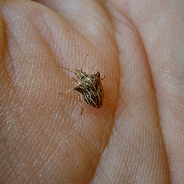 Ancyrosoma leucogrammes - vállas poloska Ancyrosoma leucogrammes - vállas poloska