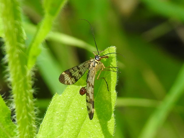 Panorpa communis/vulgaris
