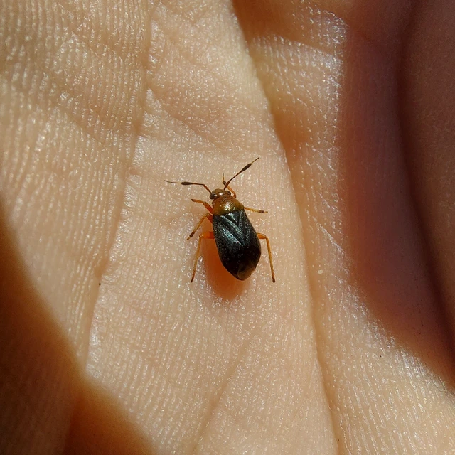 Capsus ater - fekete mezeipoloska