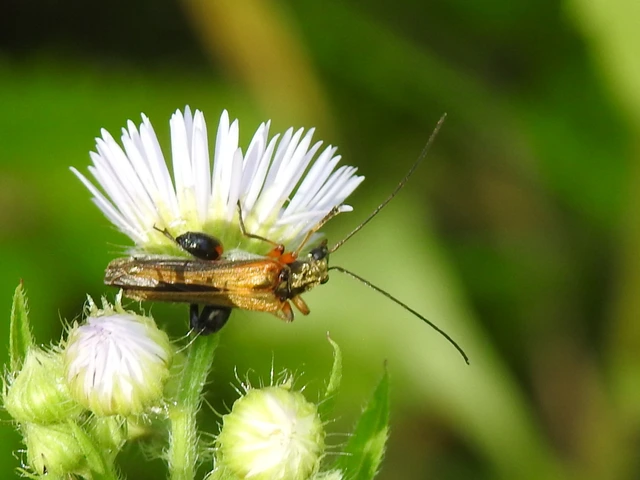 Oedemera podagrariae - székfű-álcincér