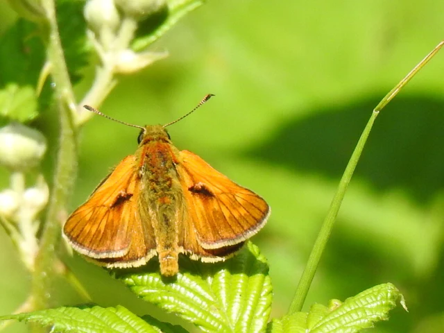 Ochlodes sylvanus - erdei busalepke